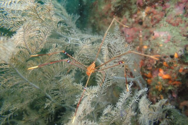 ダイブショップサンライズ　オルトマン
