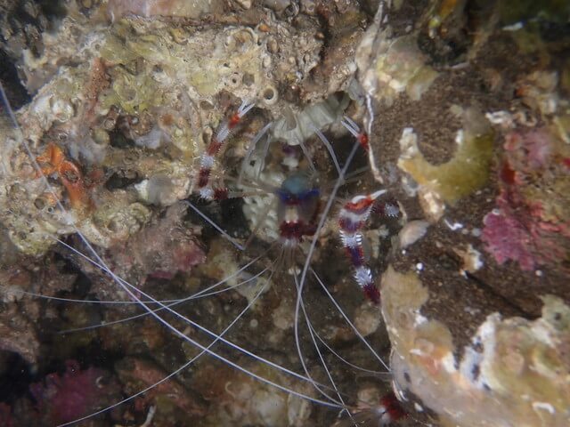 ダイブショップサンライズ　オトヒメエビ