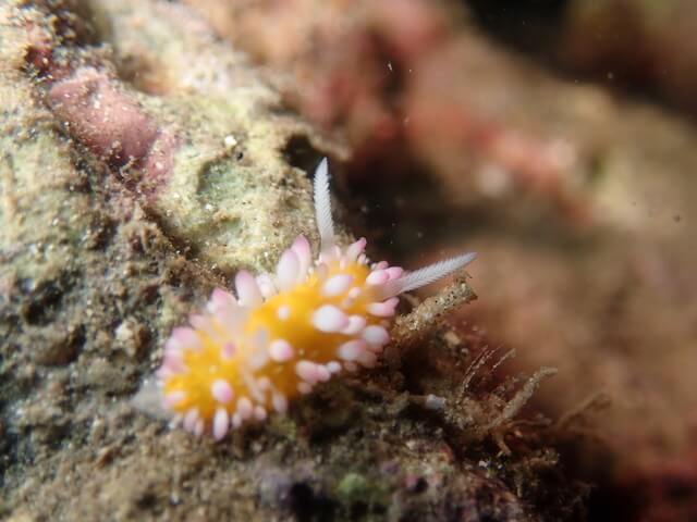 ダイブショップサンライズ　イガグリ