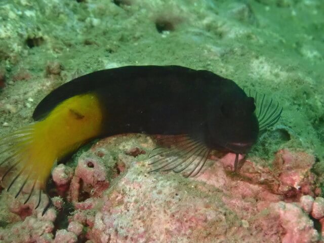 ダイブショップサンライズ　ニラミギンポ