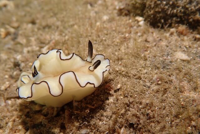 ダイブショップサンライズ　キイロウミウシ