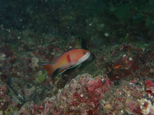 ダイブショップサンライズ　赤帯