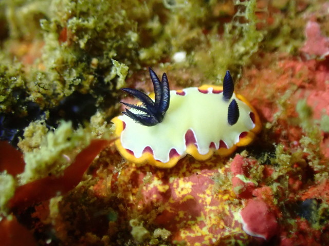ダイブショップサンライズ　フジナミウミウシ