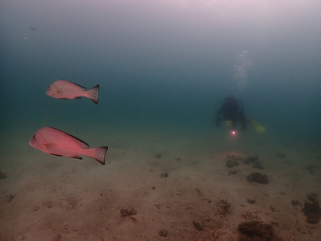 ダイブショップサンライズ　辰ノ口