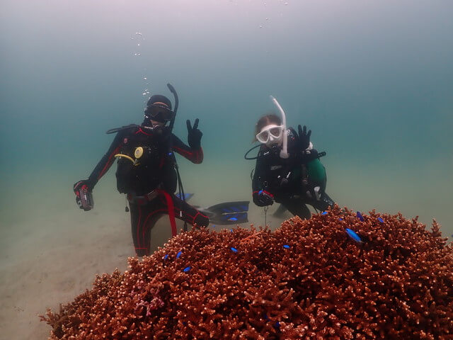 ダイブショップサンライズ　サンゴ