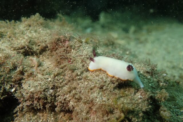 ダイブショップサンライズ　シラヒメ