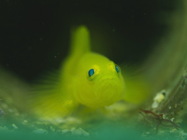 ダイブショップサンライズ　ミジンベニハゼ