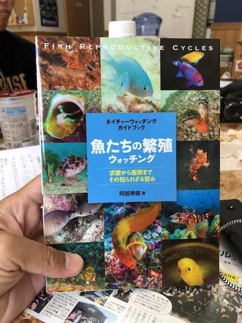 ダイブショップサンライズ　魚たちの繁殖ウオッチング