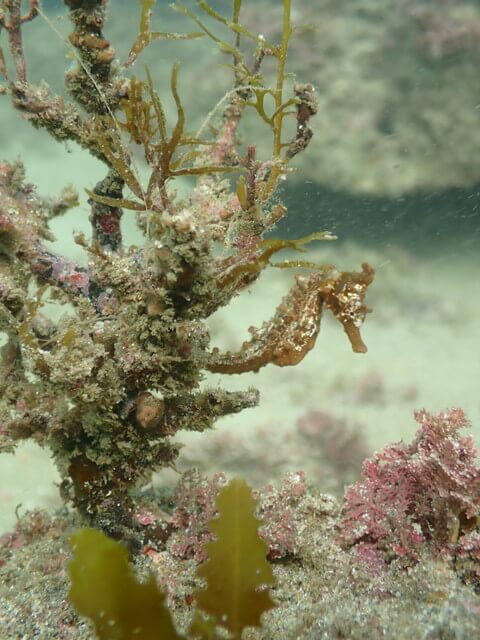 ダイブショップサンライズ おとしご