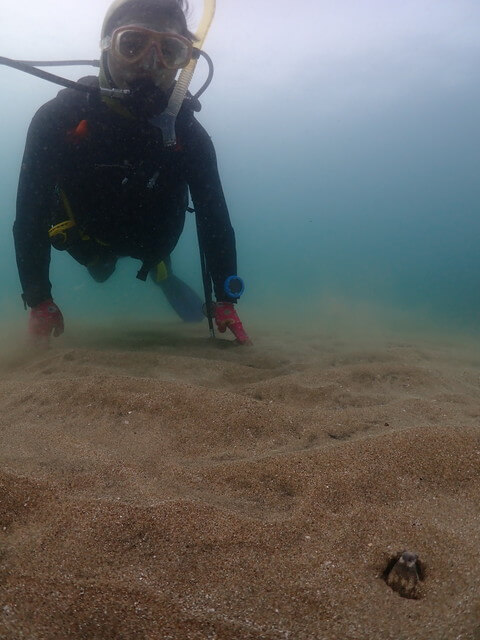ダイブショップサンライズ ホタテ