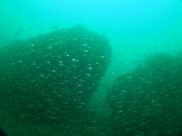 ダイブショップサンライズ 沖の西の瀬