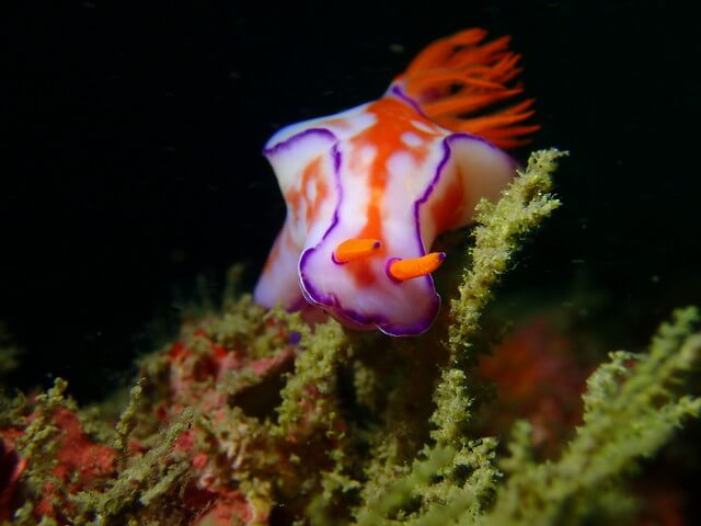 ダイブショップサンライズ　辰ノ口