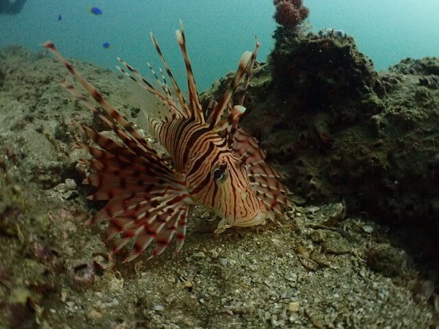 ダイブショップサンライズ　辰ノ口