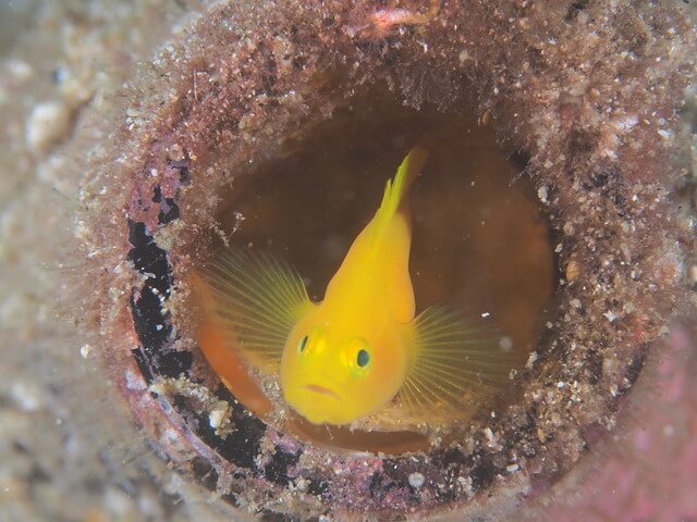 ダイブショップサンライズ　辰ノ口