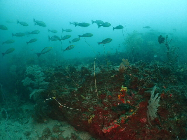 ダイブショップサンライズ　辰ノ口