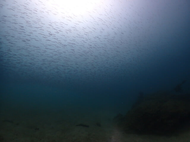 ダイブショップサンライズ　辰ノ口