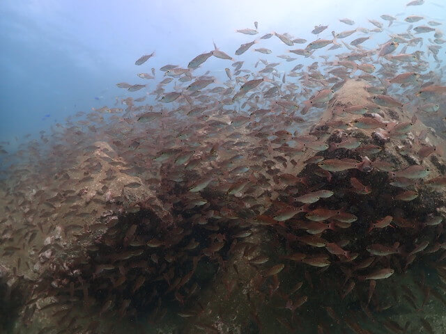 ダイブショップサンライズ　辰ノ口