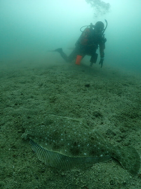 ダイブショップサンライズ　辰ノ口