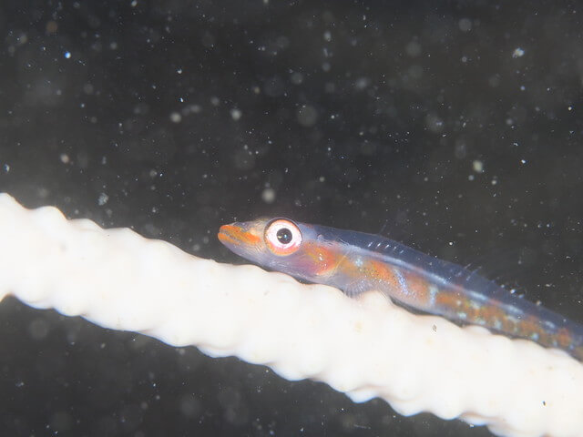 ダイブショップサンライズ　辰ノ口