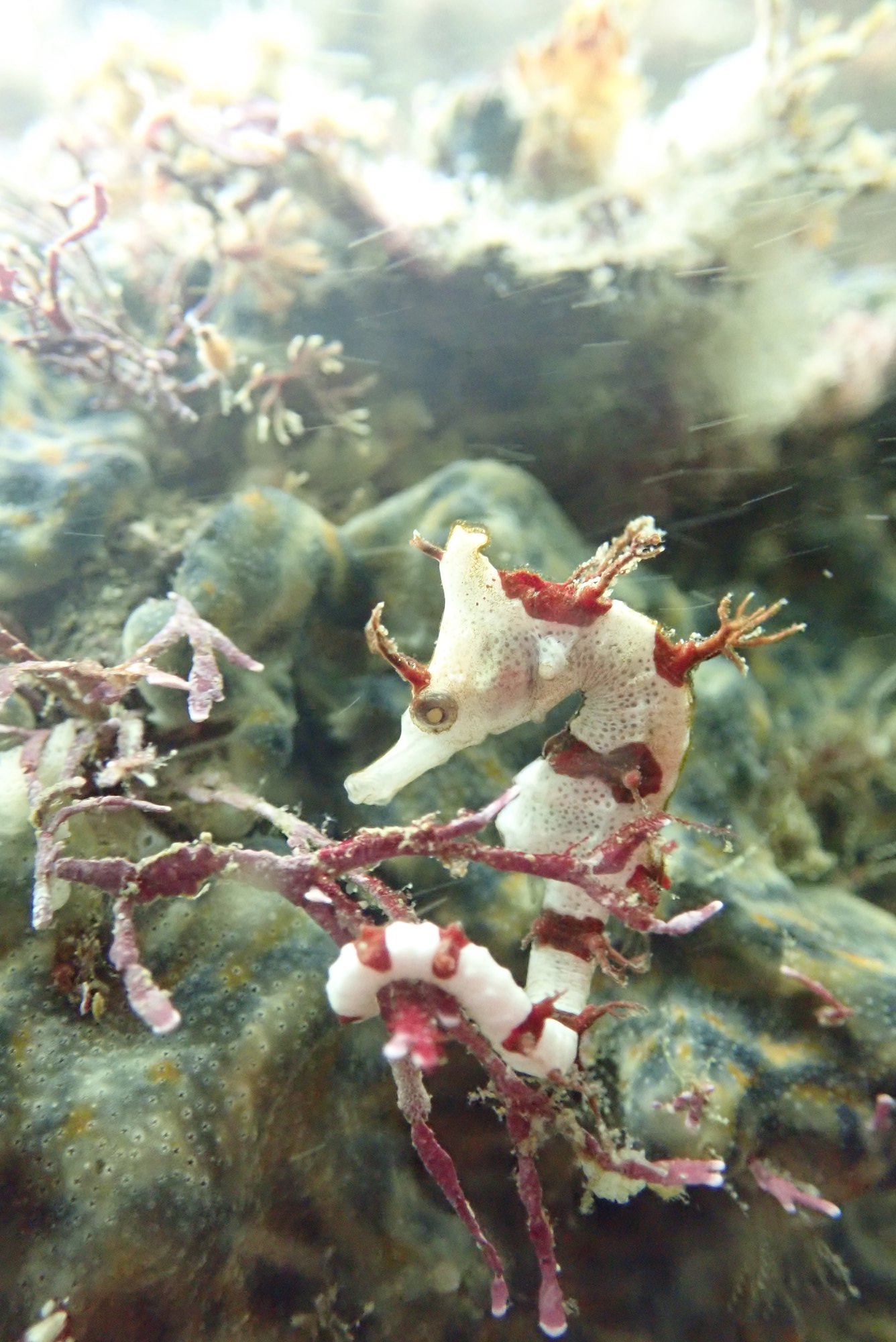 タツノオトシゴ