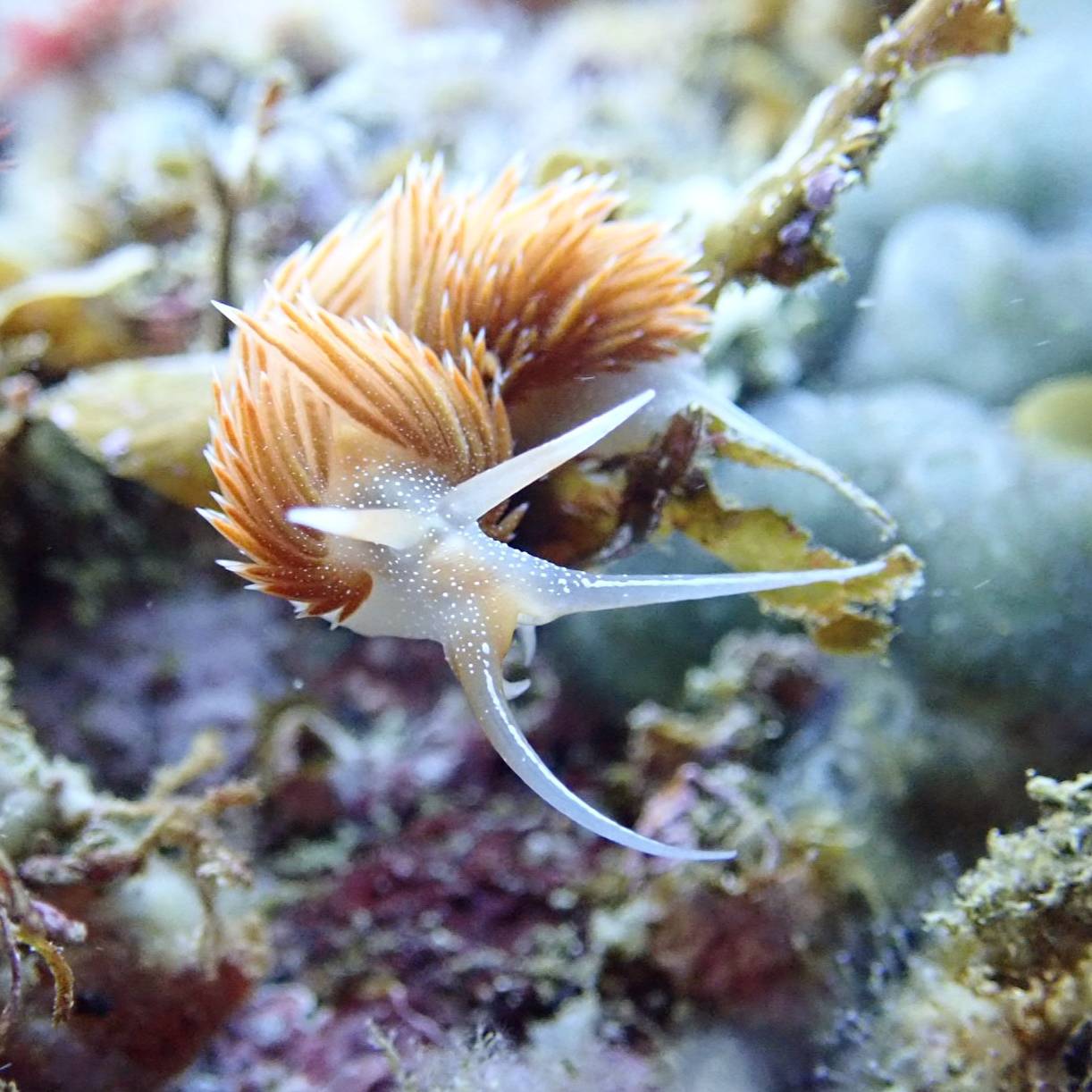 アカエラミノウミウシ