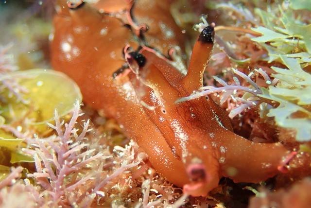 クロヘリアメフラシ