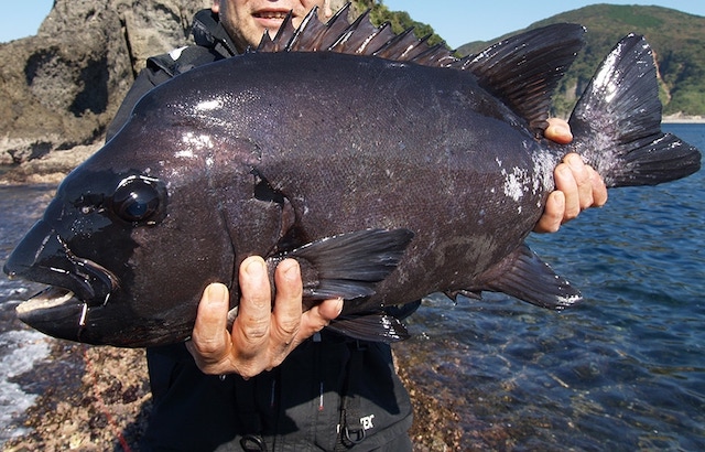 魚の履歴書 イシダイ ダイブショップサンライズのブログ