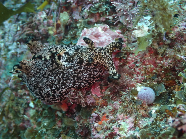 1 12 志賀島にはウミウシがいっぱい ダイブショップサンライズのブログ