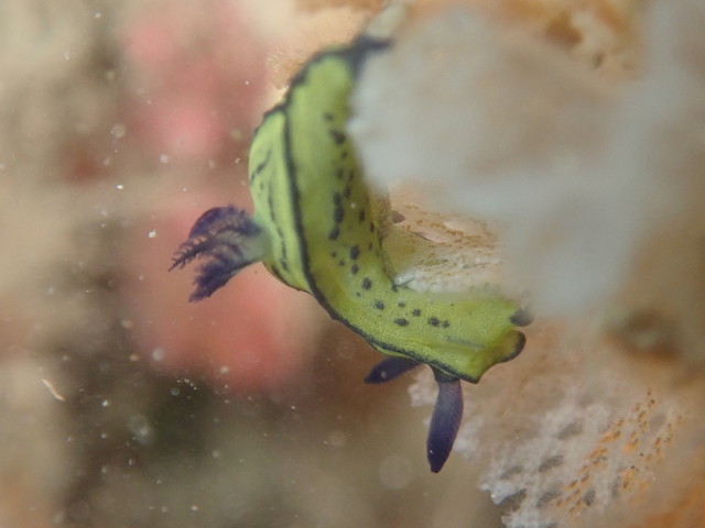 ダイブショップサンライズ　　オオクチリュウグウウミウシ