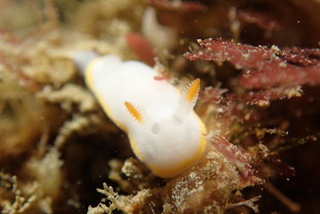 ダイブショップサンライズ　シラユキウミウシ