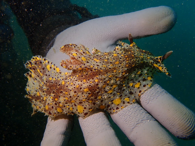 ダイブショップサンライズ　　ヒカリウミウシ