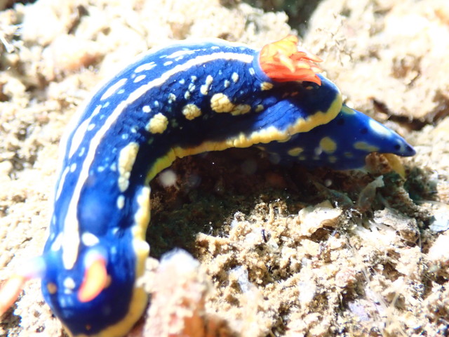 ダイブショップサンライズ　アオウミウシ
