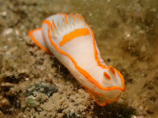 ダイブショップサンライズ　キンセンウミウシ