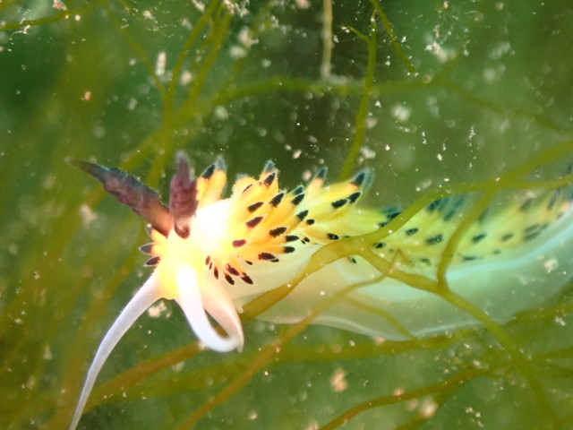 ダイブショップサンライズ　ツルガチゴウミウシ