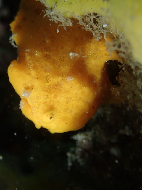 ダイブショップサンライズ　長崎でダイビング