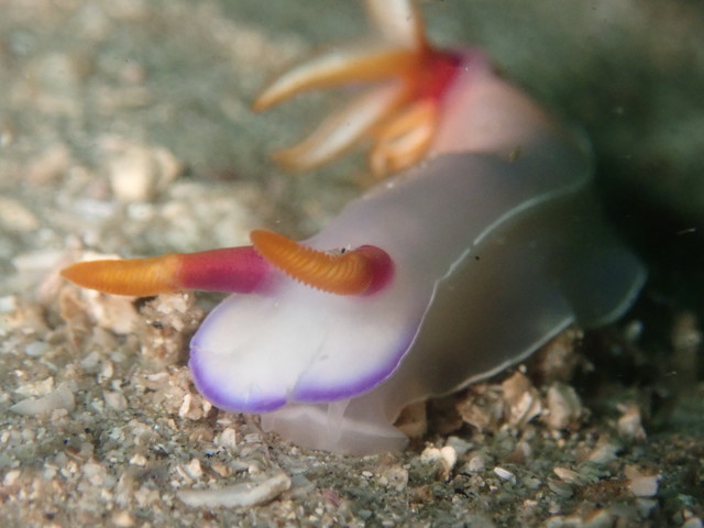 ダイブショップサンライズ　長崎でダイビング