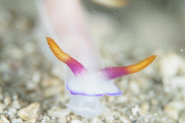 ダイブショップサンライズ　長崎でダイビング