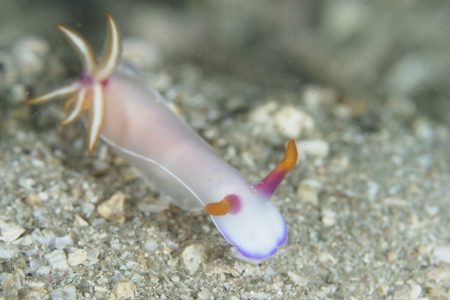 ダイブショップサンライズ　長崎でダイビング