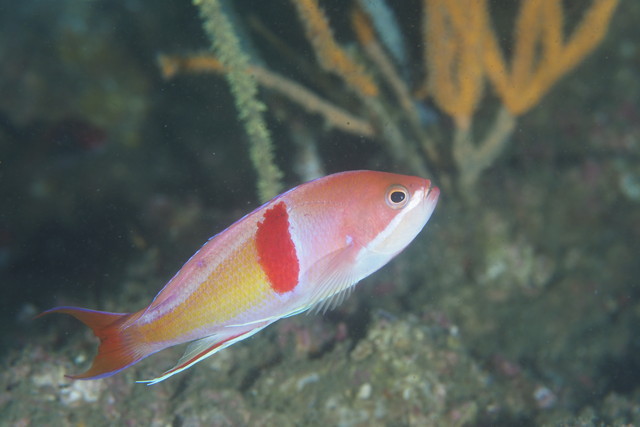 ダイブショップサンライズ　長崎でダイビング