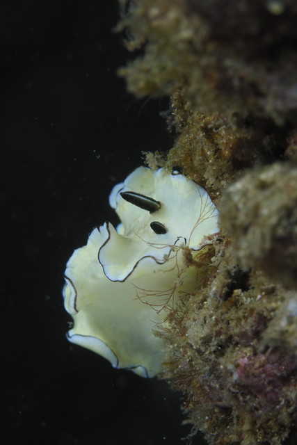 ダイブショップサンライズ　長崎でダイビング