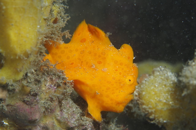 ダイブショップサンライズ　長崎でダイビング