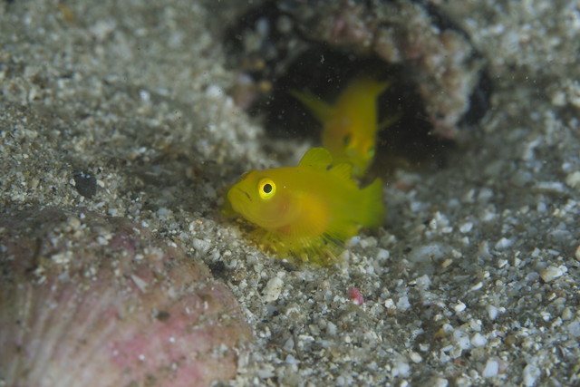 ダイブショップサンライズ　長崎でダイビング