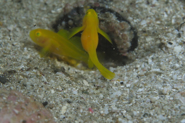 ダイブショップサンライズ　長崎でダイビング