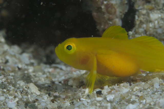 ダイブショップサンライズ　長崎でダイビング