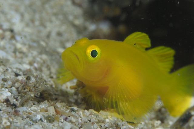 ダイブショップサンライズ　長崎でダイビング