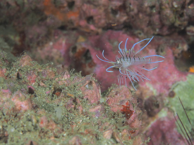 ダイブショップサンライズ　長崎でダイビング