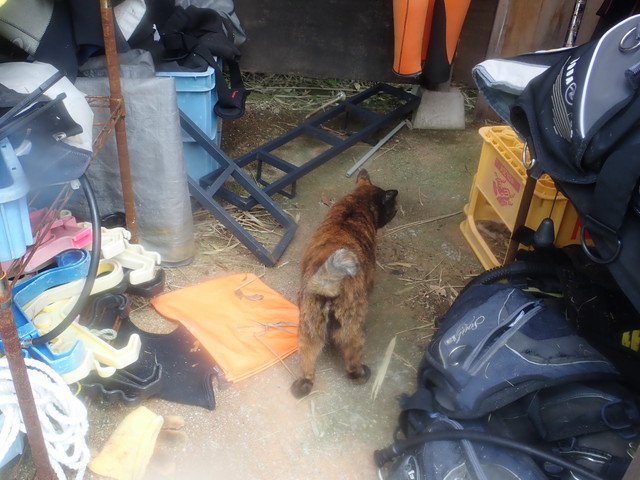 ダイブショップサンライズ　長崎でダイビング