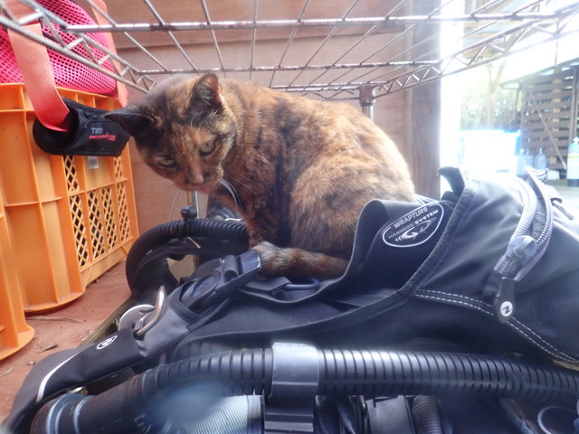 ダイブショップサンライズ　長崎でダイビング