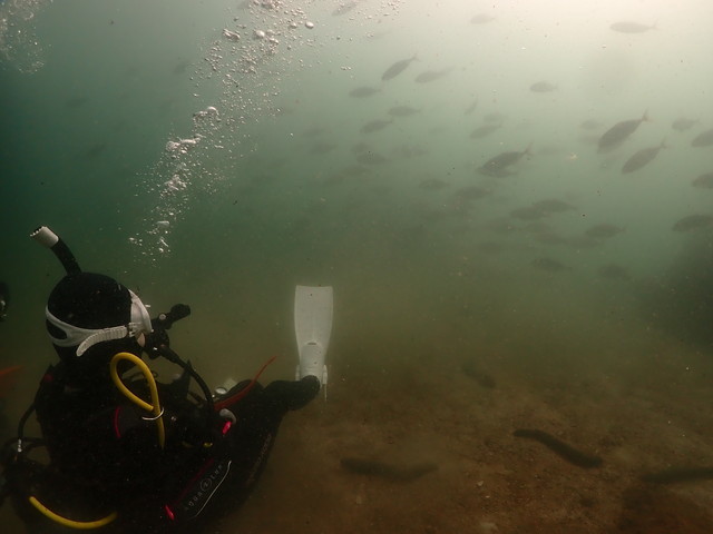 ダイブショップサンライズ　長崎でダイビング