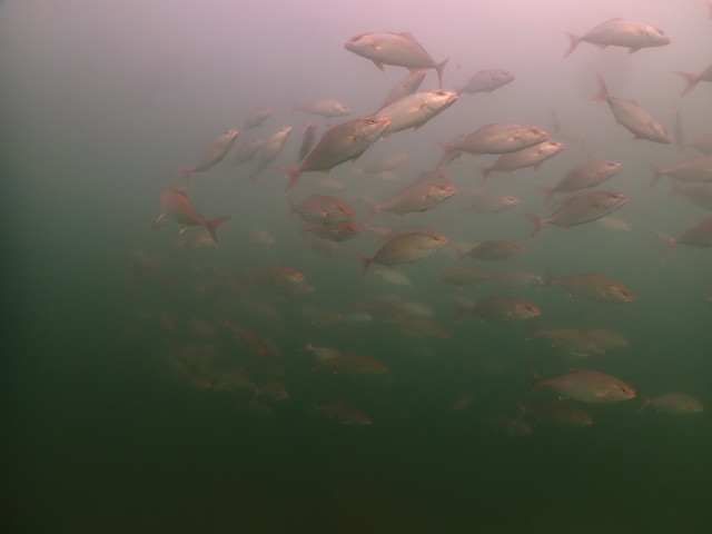 ダイブショップサンライズ　長崎でダイビング